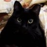 Нэйфр